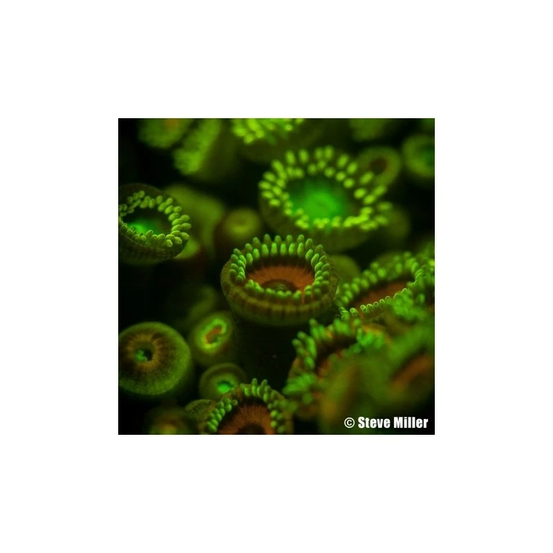 Filtre JAUNE 3.6" Pour La Fluorescence - Ikelite – Image 3