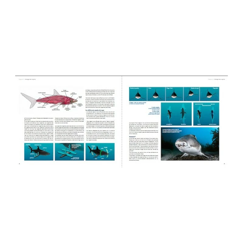 Requins, Guide De Lâinteraction - Turtle Prod â Image 7